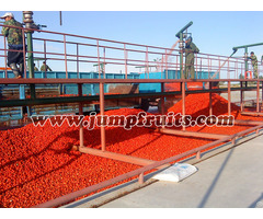 Supply Jump Fqjl Tomato Paste Production Line