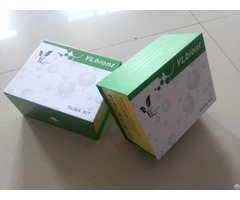 Human Cholecystokinin Cck Elisa Kit