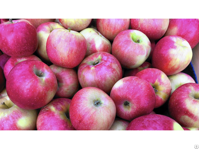 Moldavian Apples