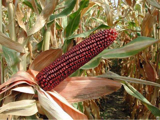 Feed Corn Red Coloured