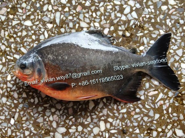 Offer China Frozen Pomfret Fish Red Pacu Colossoma Brachypomum