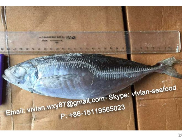 Offer China Frozen Horse Mackerel Scad Trachurus Japonicus For Sale