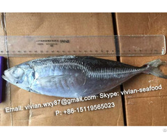 Offer China Frozen Horse Mackerel Scad Trachurus Japonicus For Sale