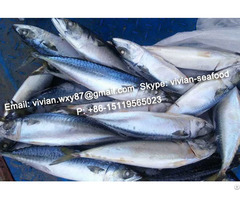 Offer China Frozen Pacific Mackerel Scomber Japonicus For Sale