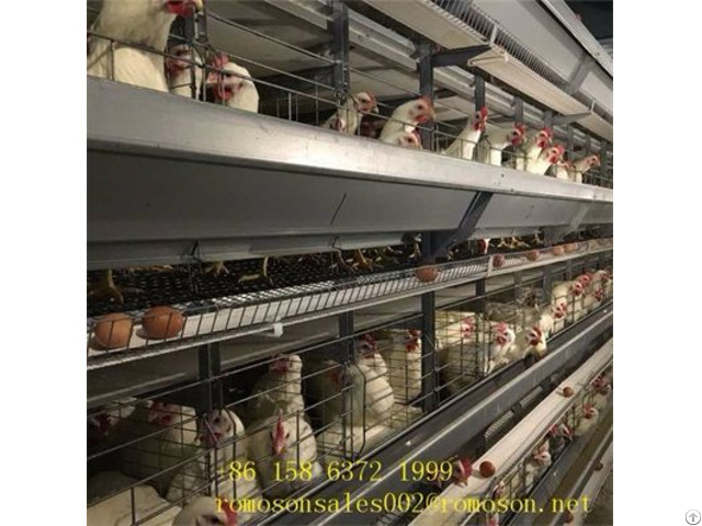 Caged Hens Shandong Tobetter High Quality