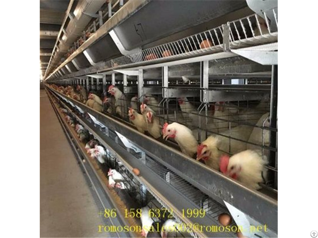 Caged Hens Facts Shandong Tobetter Easy To Use