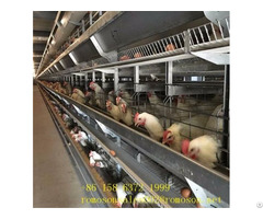 Caged Hens Uk Shandong Tobetter Professional Integrity