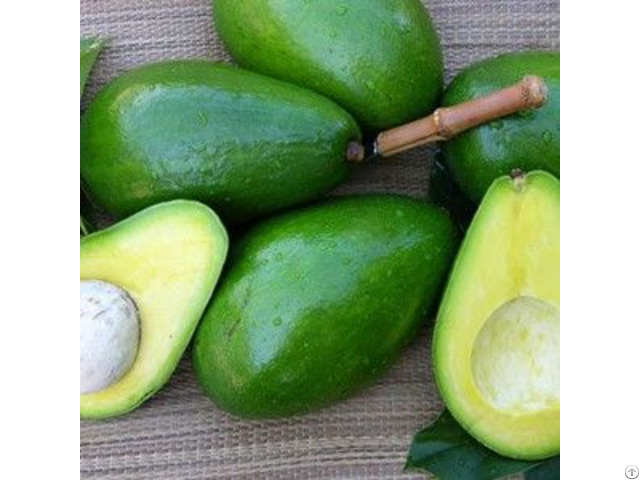 Fresh Avocado Origin Vietnam