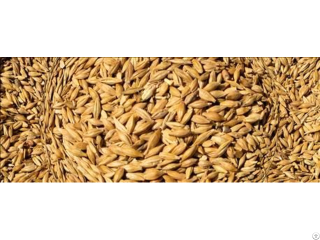 We Sell Wheat Feed Best Quality