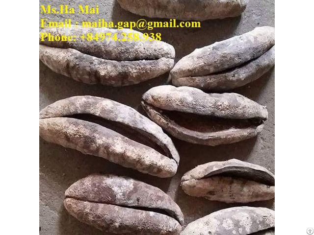 Dried Sea Cucumber Vietnam Black Prickly Sand Fish White Teat High Quality