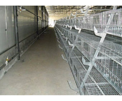 Hatching Chickens Shandong Tobetter Satisfy Customer S Request