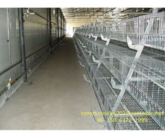 Jansen Poultry Equipment Shandong Tobetter Cost Effective