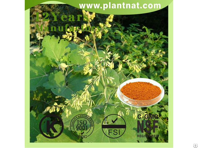 Macleaya Cordata Extract 60 Percent Alkaloids Sanguinarine Feed Additive