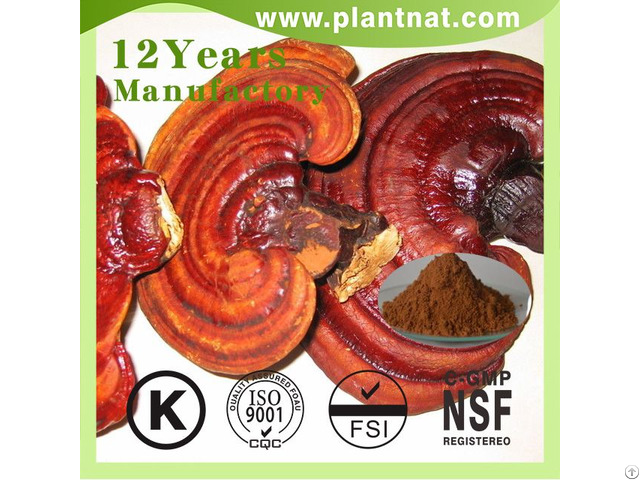 Ganoderma Lucidum Extract Polysaccharides