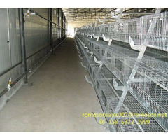Commercial Poultry Equipment