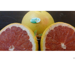 Grapefruit 