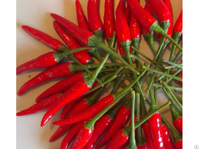 Hot Chilli High Quality From Viet Nam