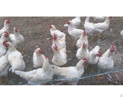 Hexagonal Poultry Net Wire Fence