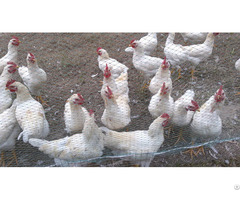 Hexagonal Poultry Net Wire Fence