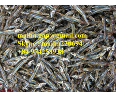 Dried Sprat Anchovy From Vietnam 100 Percent Sun Natural For Sri Lanka