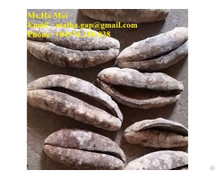 Dried Sea Cucumber White Teat Sand Fish Of Vietnam