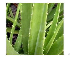 Aloe Vera Products