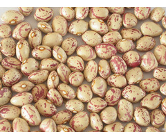 Light Speckled Kidney Beans