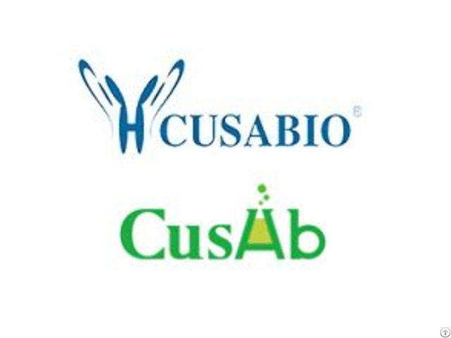 Zkscan4 Antibody Hrp Conjugated Zkscan4 Antibody Hrp Conjugated