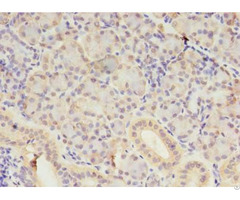 Samd3 Antibody