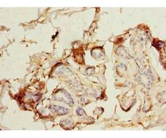 Magea9 Antibody