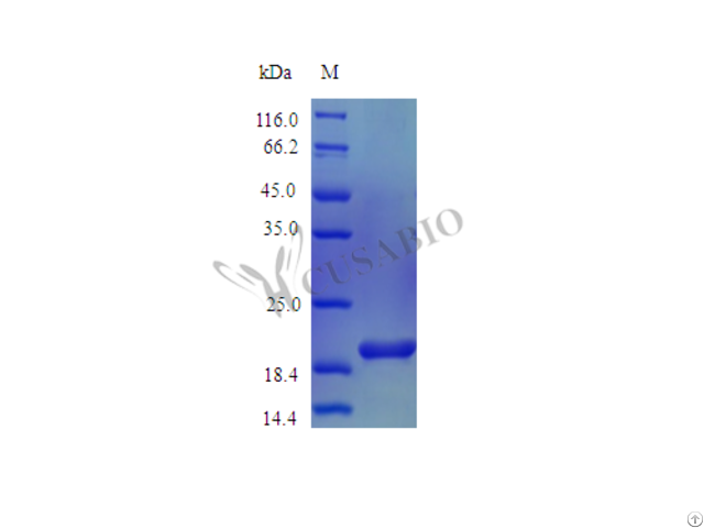 Recombinant Mouse Interleukin 6 Protein Il6