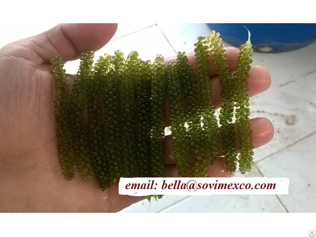 Seagrape Seaweed In Viet Nam