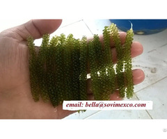 Seagrape Seaweed In Viet Nam