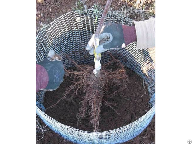 Gopher Control Wire Mesh