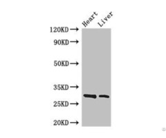 Spic Antibody