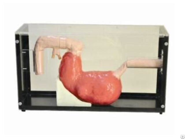 Jy L 105 Gastroscope And Ercp Training Model