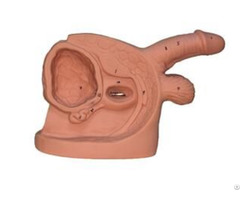 Jy H 0016 Male Internal And External Genital Organ Model