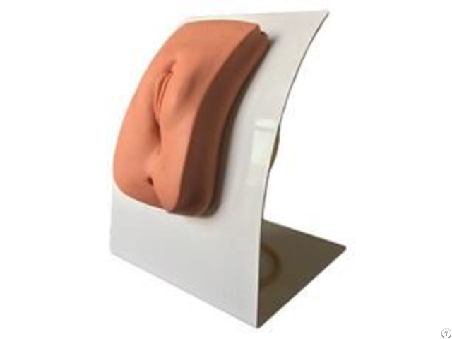 Jy H 0019 Female Catheterization Model