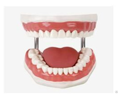 Jy H 001 Teeth Care Model