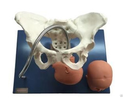 Jy F 0011 Pelvis With Fetal Heads Model