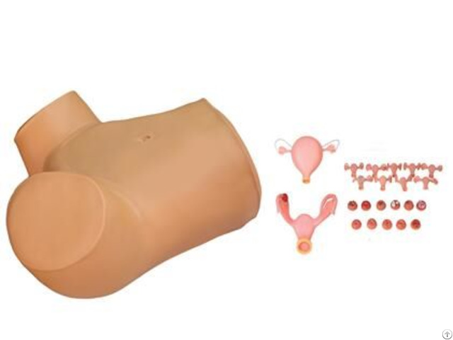 Jy F 0012 Gynecological Training Model