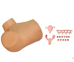 Jy F 0012 Gynecological Training Model