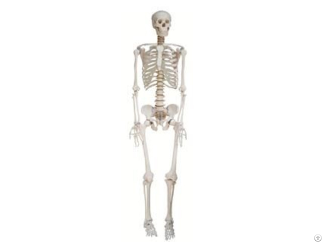 Jy A0001 A0002 Artificial Human Skeleton Female