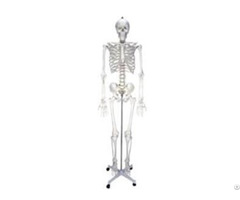 Jy A0003 Artificial Human Skeleton 85cm