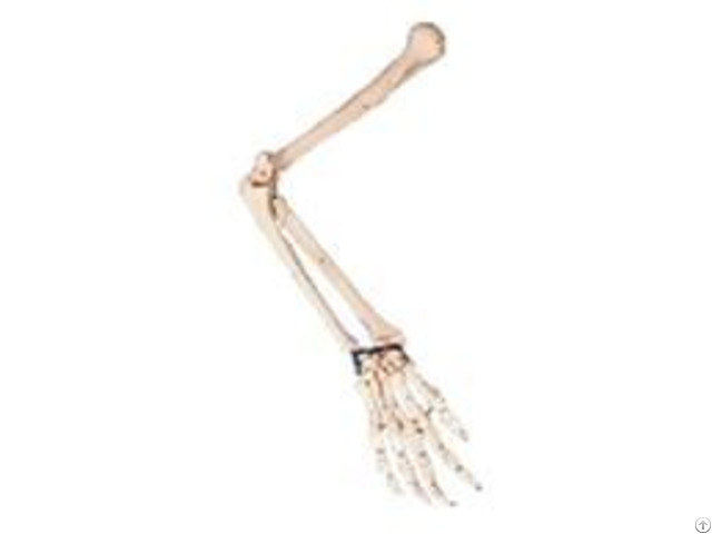 Jy A1012 Arm Bone