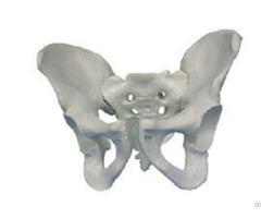 Jy A1017 Male Pelvis