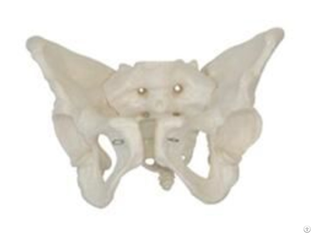 Jy A1018 Female Pelvis