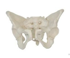 Jy A1018 Female Pelvis