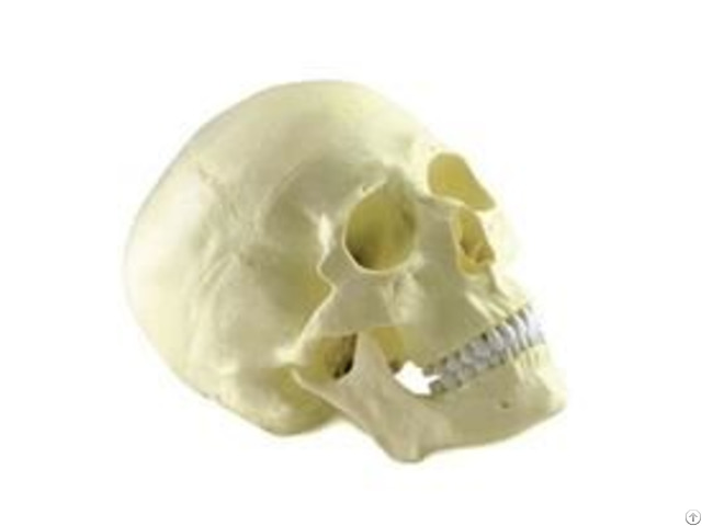 Jy A2001 Skull