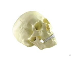 Jy A2001 Skull